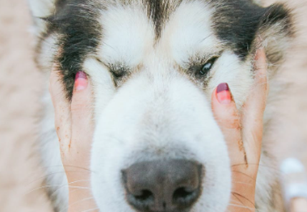 Siberian Husky, il principe della neve